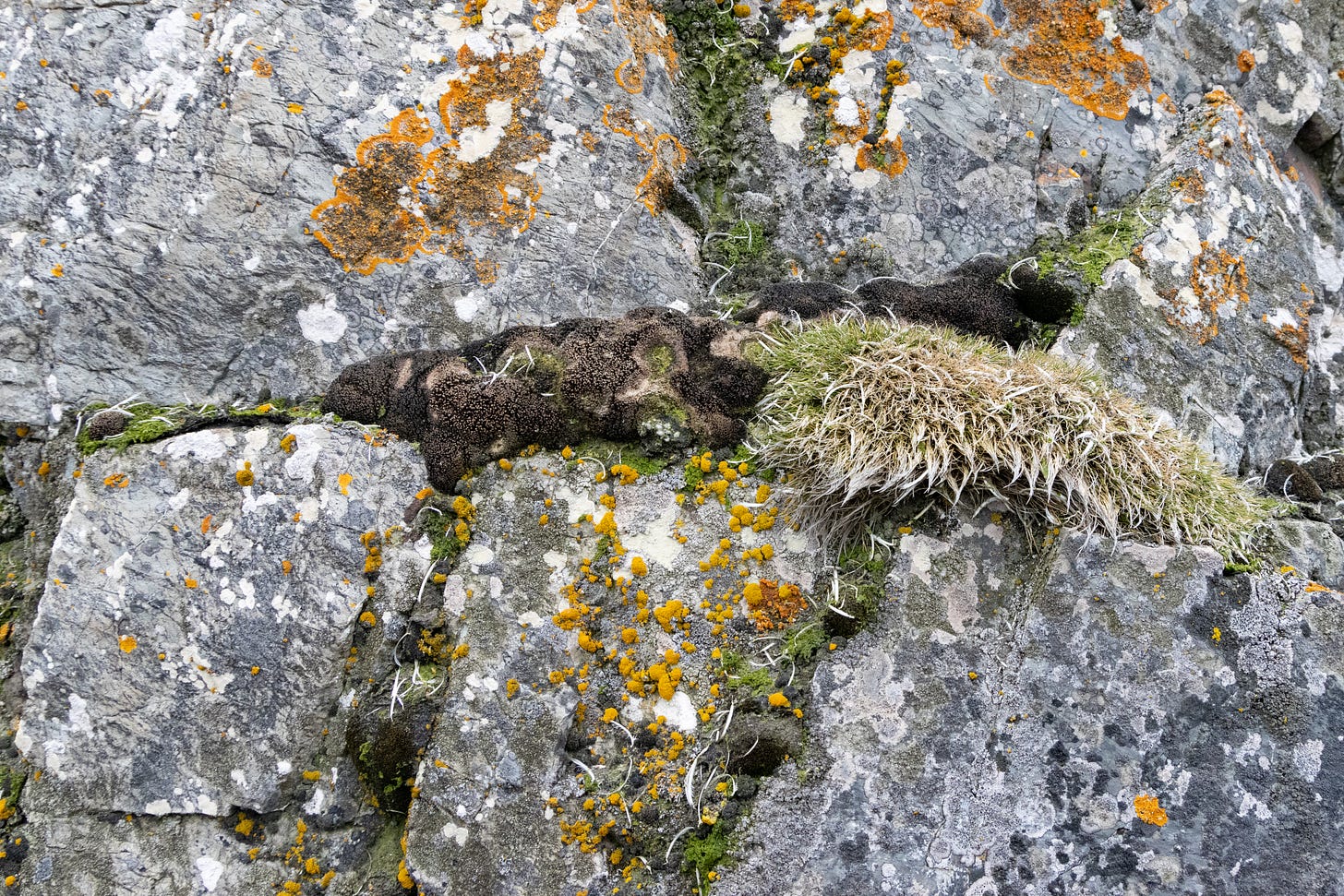 a rock covered in orange, yellow, white, and black lichens, green and brown mosses, and a patch of green grass.