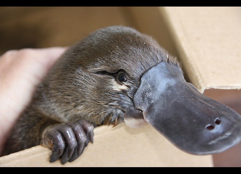 Platypus | NSW Environment and Heritage Platypus | NSW Environment and Heritage