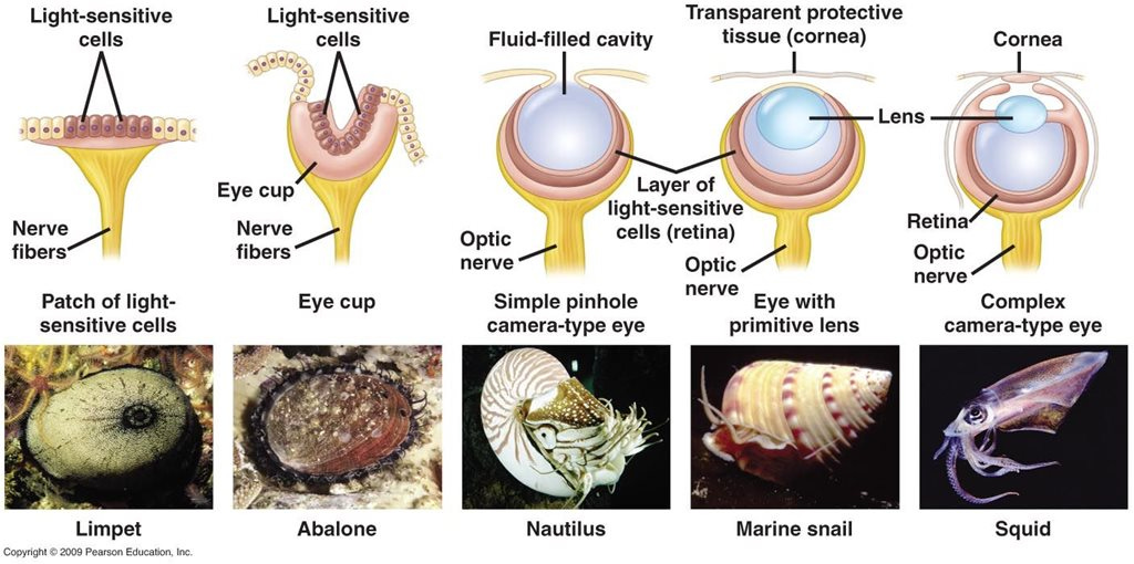 The Evolution of Sight | PHOS