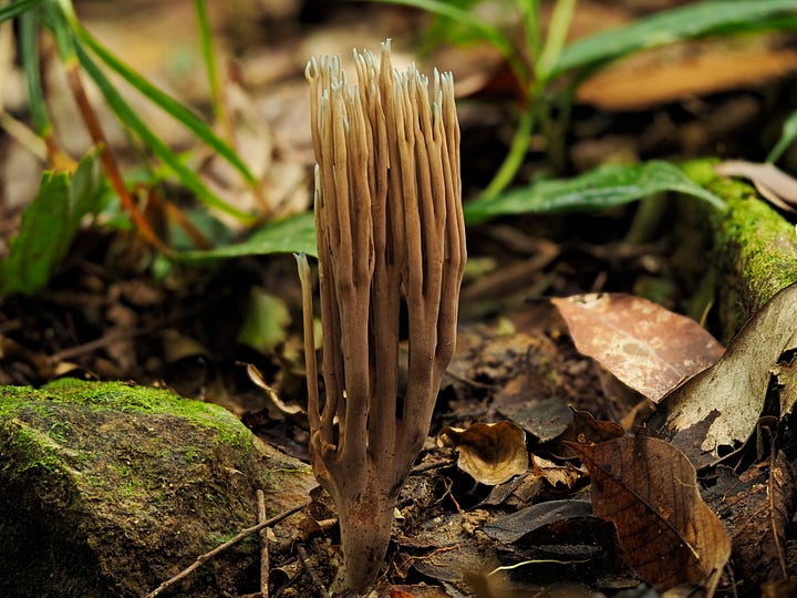 coral mushrooms with blue tips