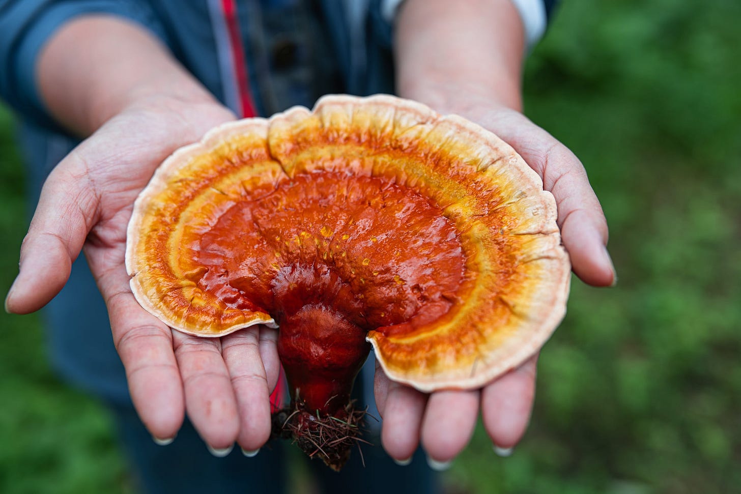 In a crowded market there is no 'shroom' for legal mistakes