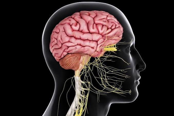 Central Nervous System Functions and Structure Central Nervous System Functions and Structure