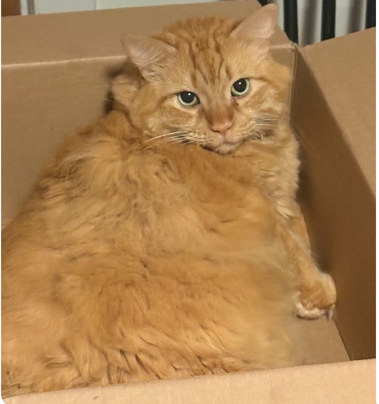 large orange cat on her side in a cardboard box, looking up with green eyes skeptically