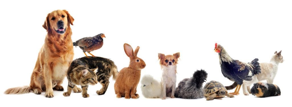 group of pet in front of a white background group of pet in front of a white background