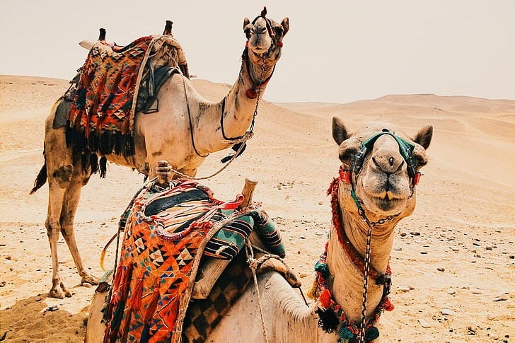 two brown camels on gray desert two brown camels on gray desert