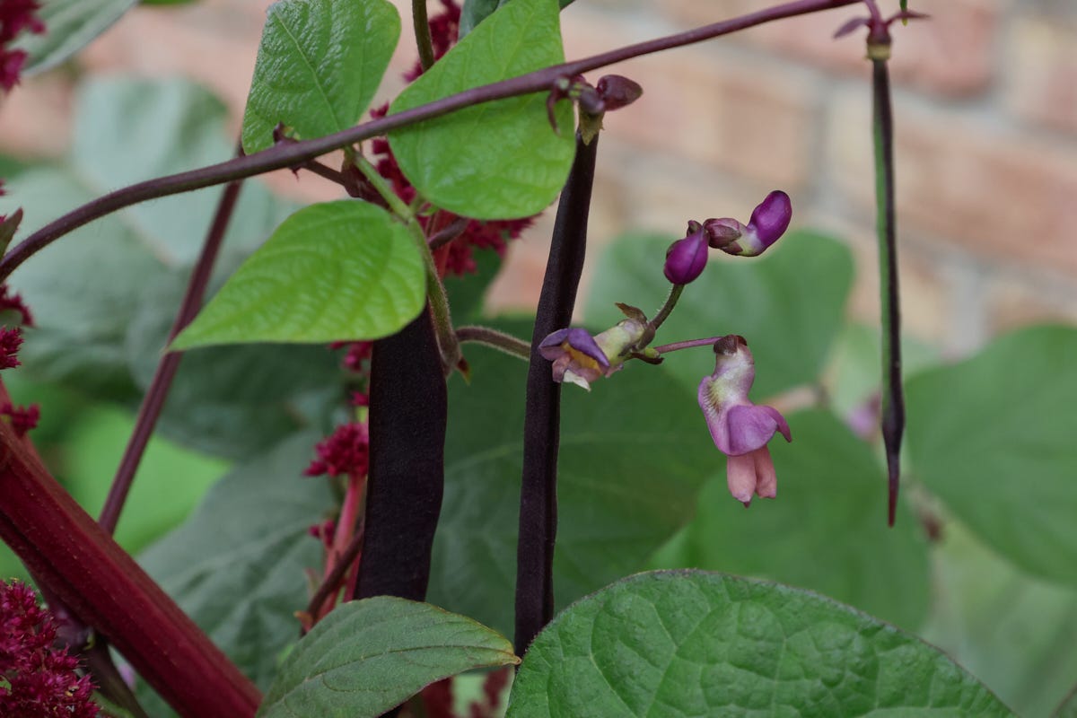 bean plants climbing and growing on amaranth plants
