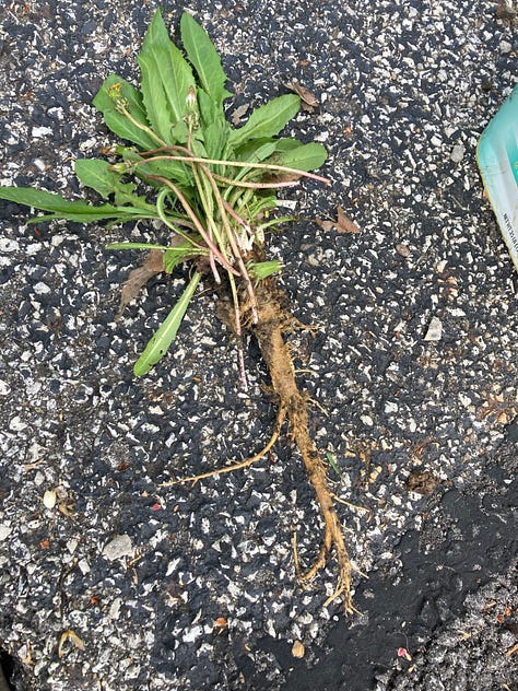 Rooted: Pics of tree and weed roots