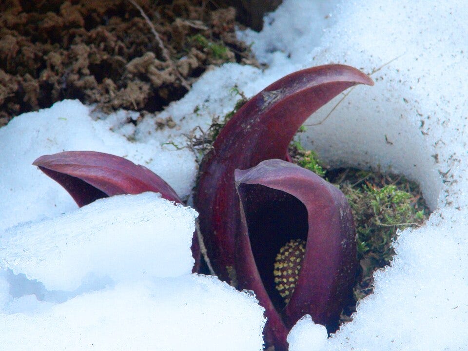 File:Eastern Skunk Cabbage Takemori Koshu-City D.JPG