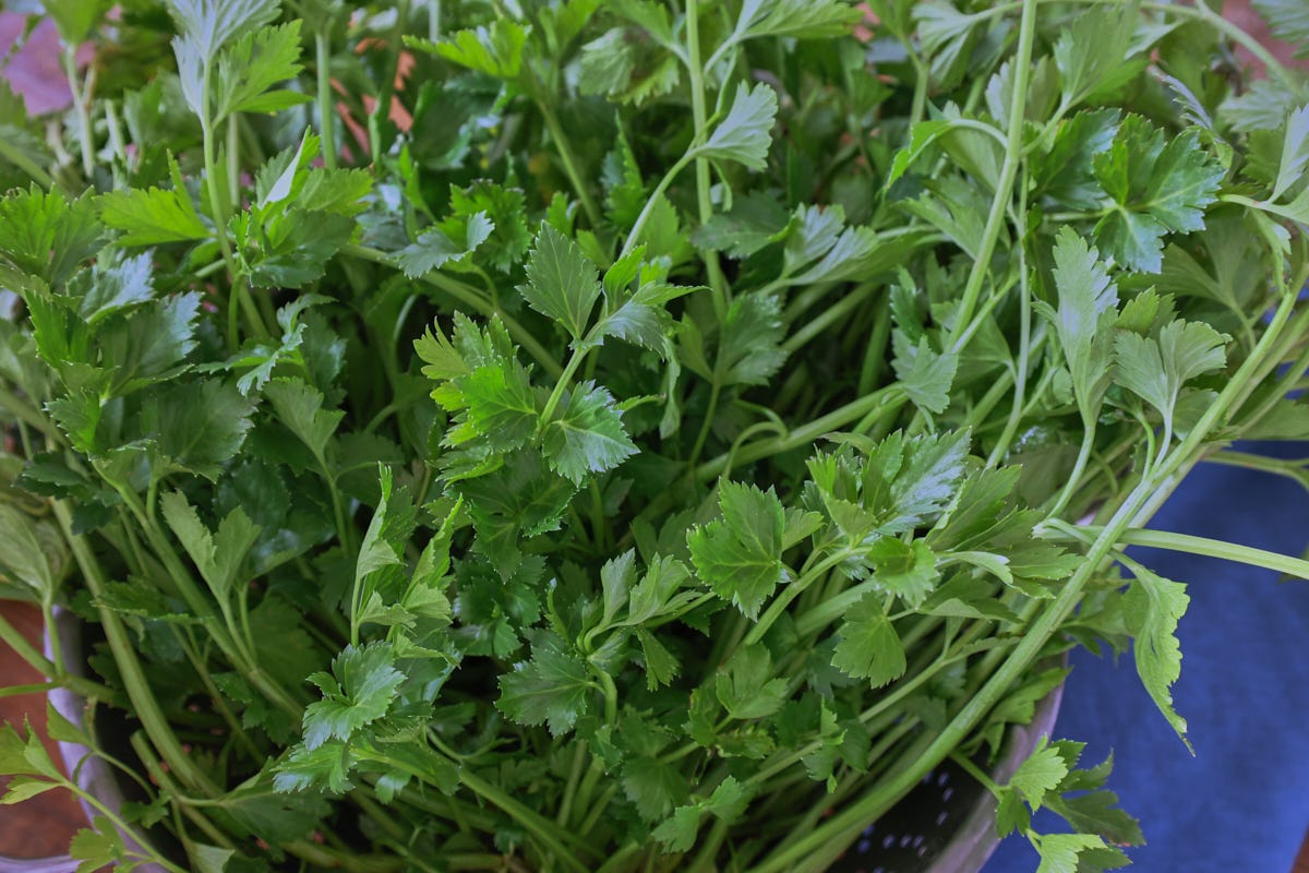 celery in a colander with a napkin alongside celery in a colander with a napkin alongside