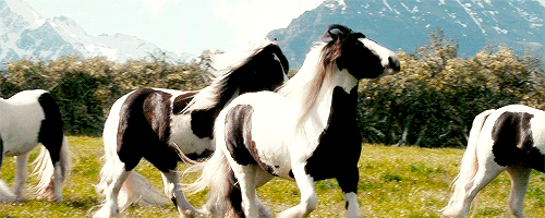 killer queen — Some of Beorn's beautiful animals. killer queen — Some of Beorn's beautiful animals.