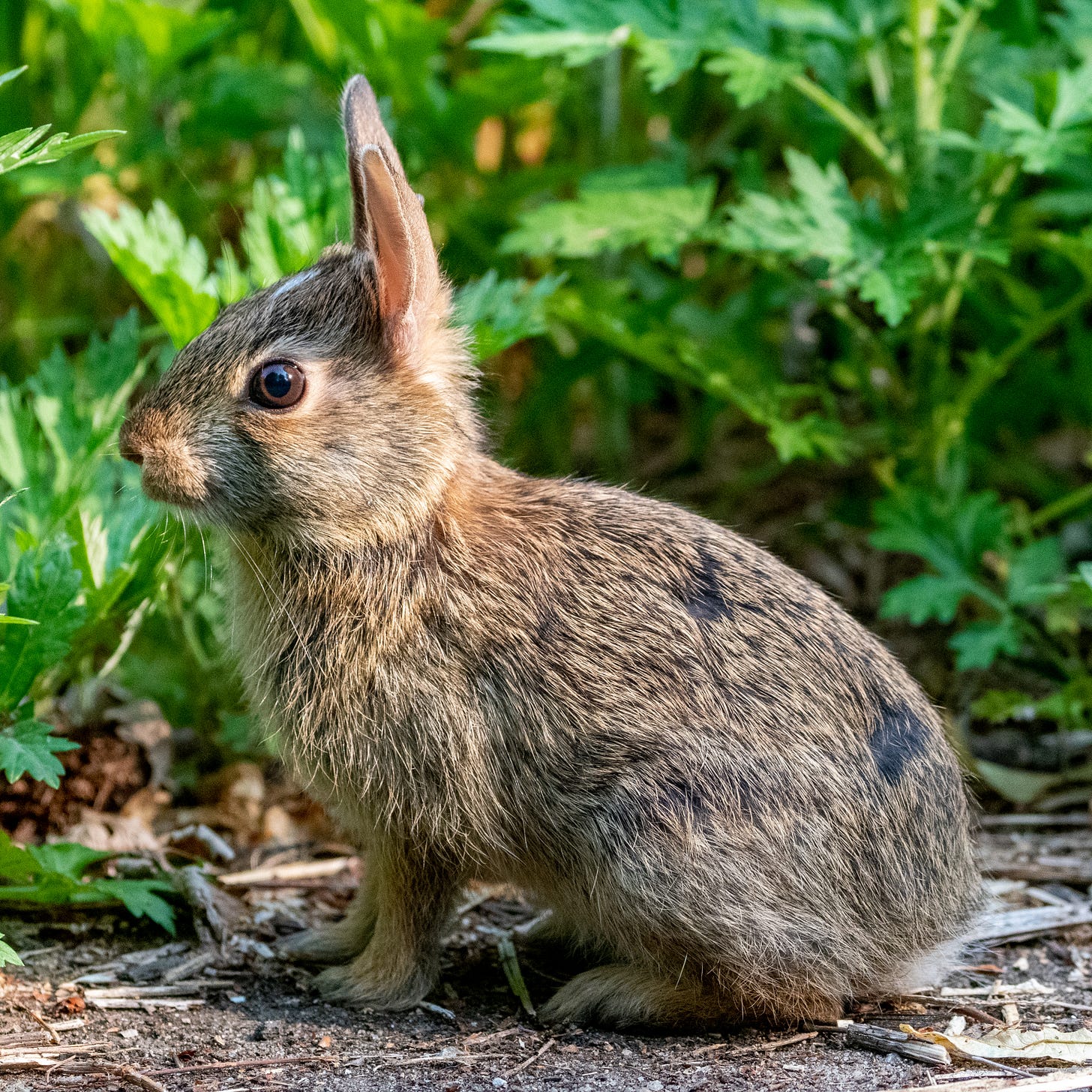 A rabbit seated, in profile, ears up, in morning sun