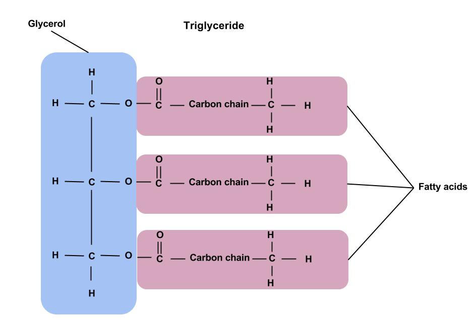 Lipid Types and Structures – Nutrition: Science and Everyday Application,  v. 1.0
