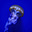 Glass Jellyfish's avatar