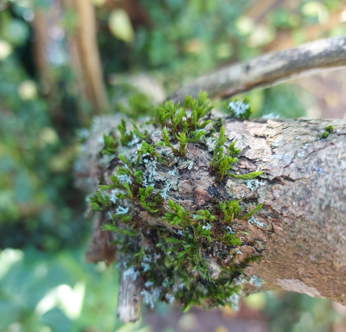 Moss on a lilac trunk