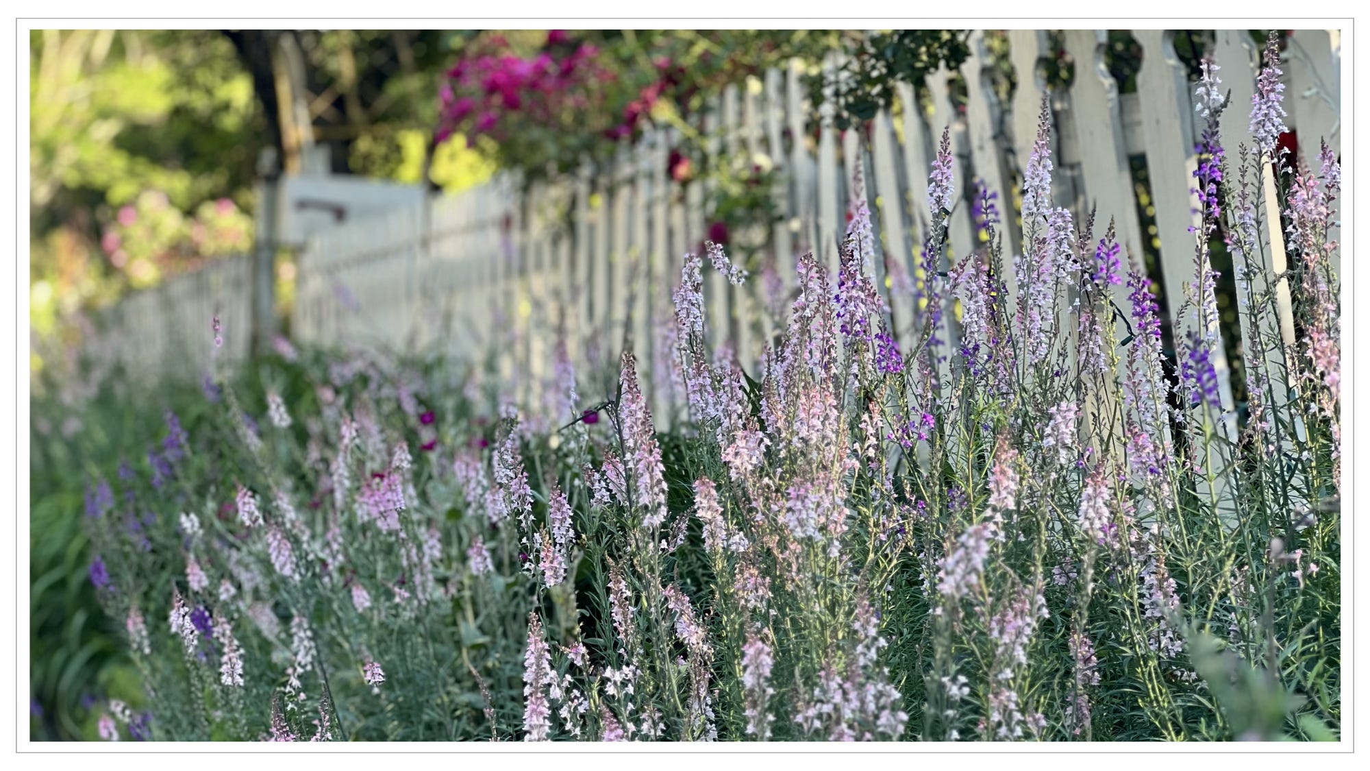 garden flowers, white picket fence garden flowers, white picket fence