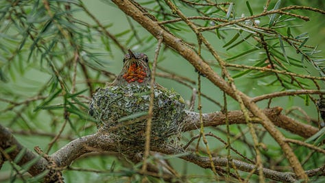 Three Anna's Hummingbird mommas and their nests visited over the past few days.