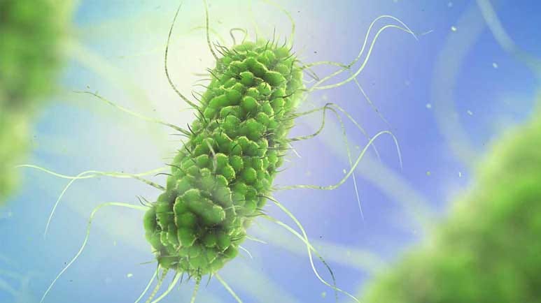 candida yeast salmonella gut health