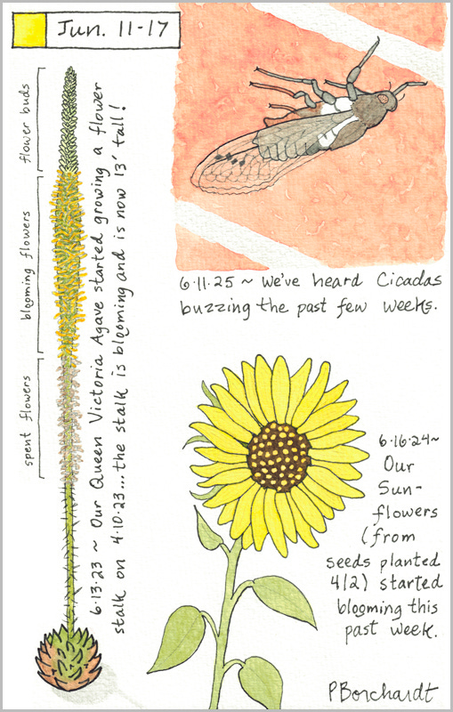 Perpetual Journal, week of Jun. 11-17: Cicada (2025); Sunflower in Bloom (2024); Queen Victoria Agave Flower Stalk in Bloom (2023)