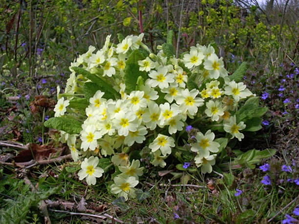 Primrose in woodland Single flowering primrose (Primula vulgaris) plant in spring woodland with a background of vegetation. Primrose stock pictures, royalty-free photos & images