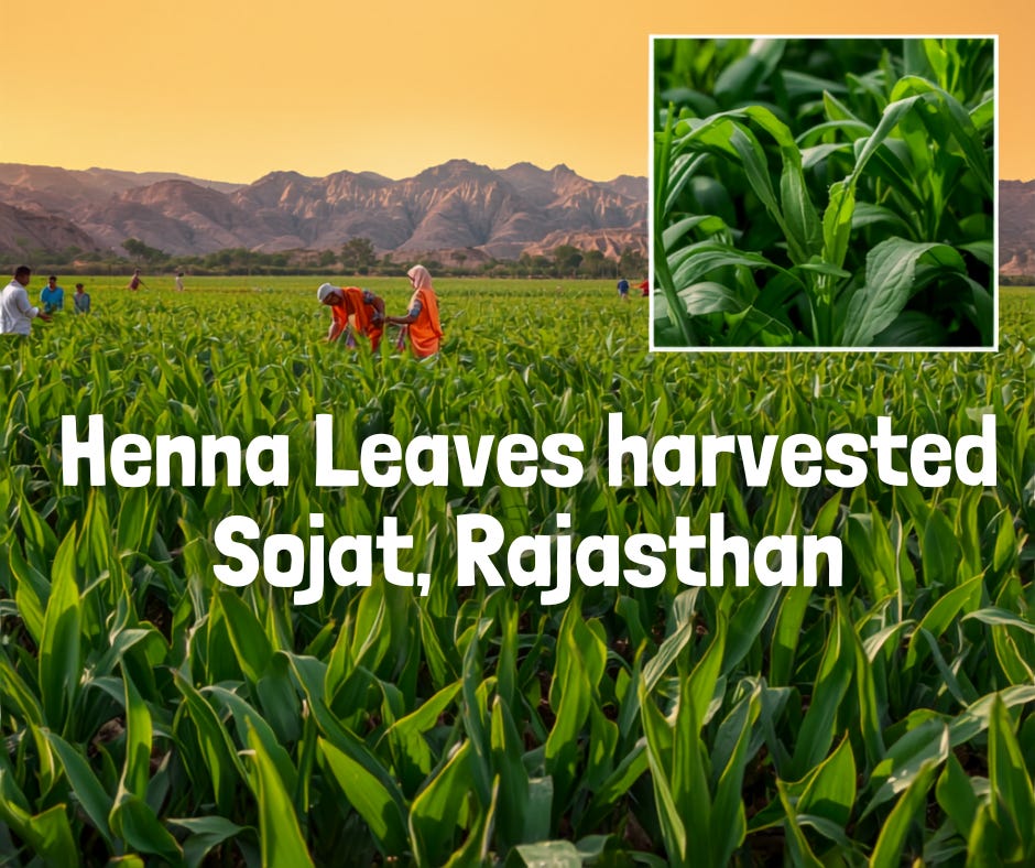 How to Vet Henna Powder Manufacturers in India for Bulk Orders