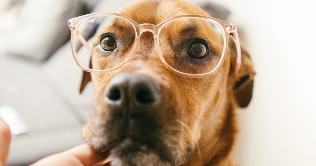 short-coated brown dog wearing eyeglasses being touch by human in chin