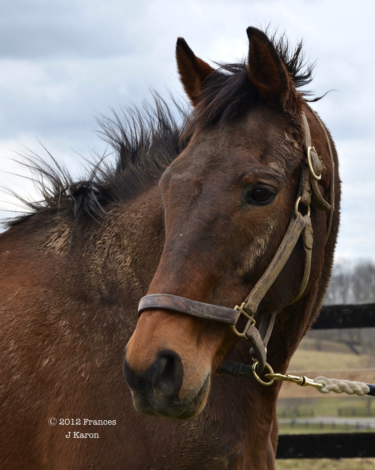 Grade 1 winner Lady Shirl was purchased by Chuck Fipke, who has already developed three generations of Graded stakes winners tracing to her. Grade 1 winner Lady Shirl was purchased by Chuck Fipke, who has already developed three generations of Graded stakes winners tracing to her.