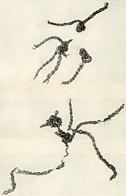 A close-up of several ropes

AI-generated content may be incorrect.