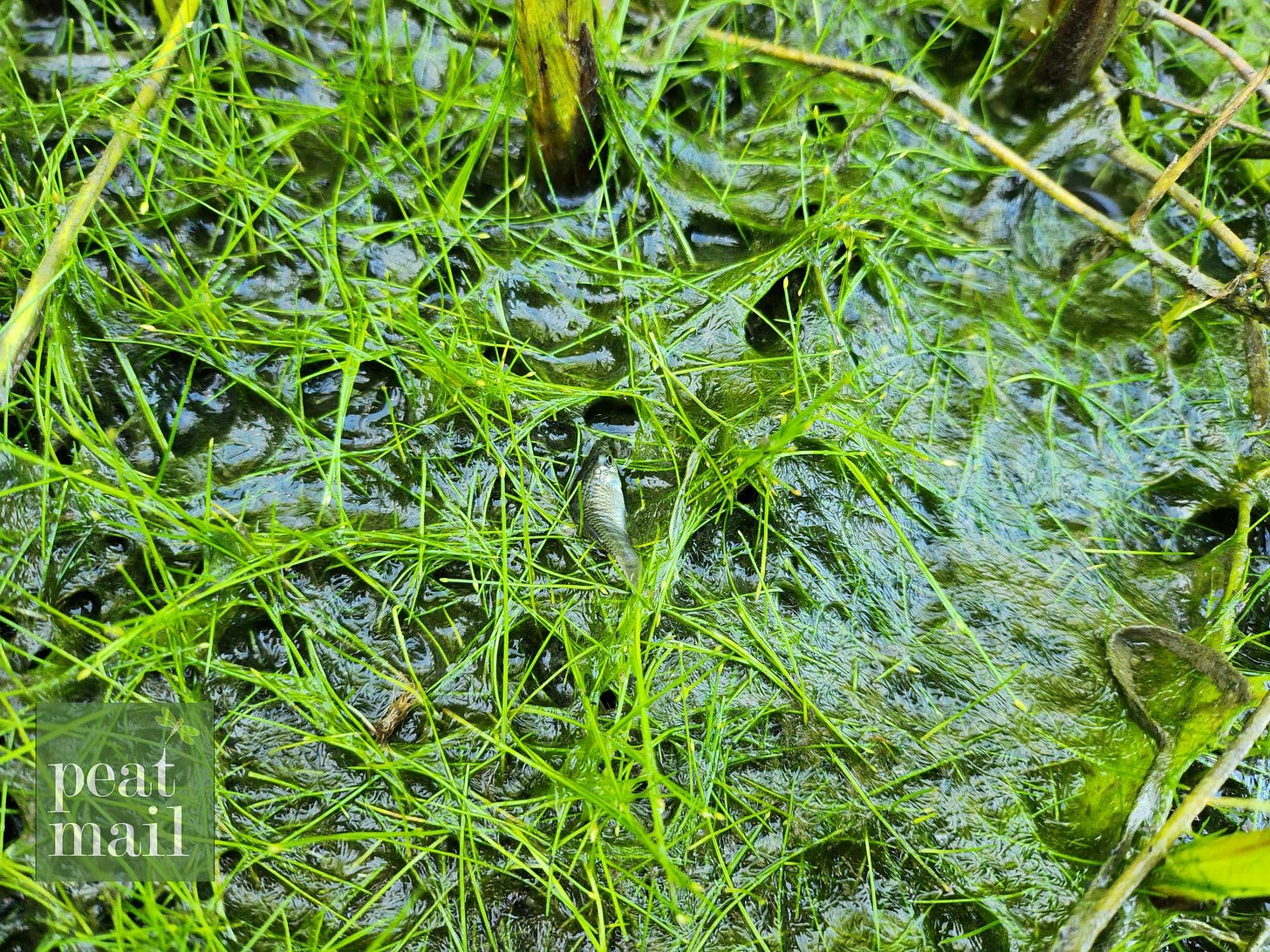 small fish laying on grass