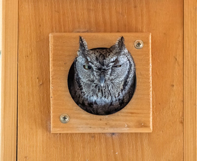 20260503-owl-3-Edit 2.jpg 20260503-owl-3-Edit 2.jpg