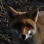 mh_anja's avatar