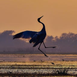 Dancing at the Edge