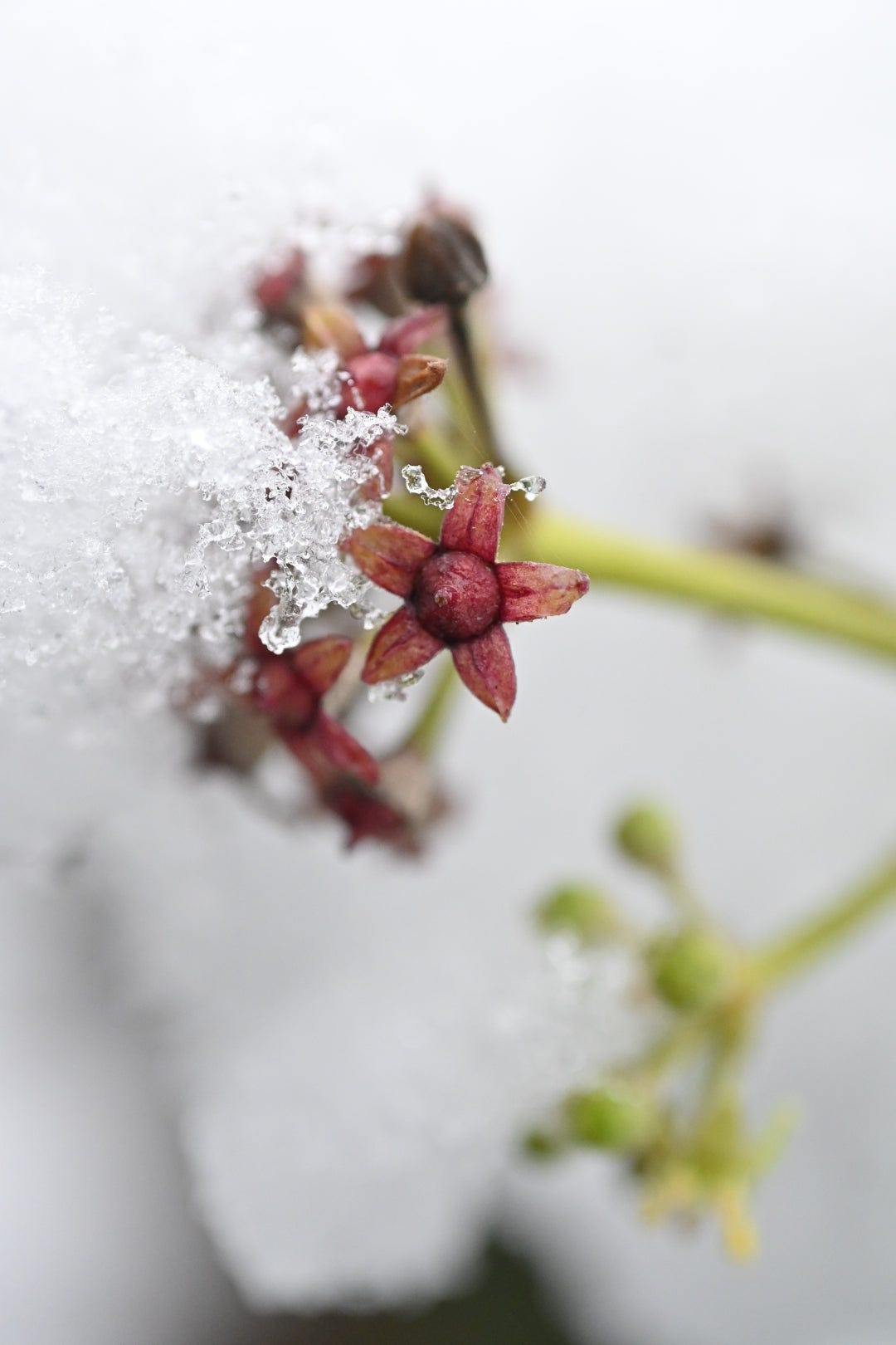 red ivy flowers