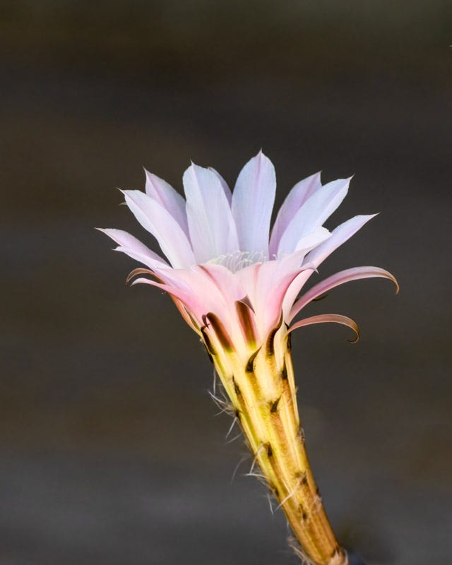 20250723-misc-205-Edit.jpg 20250723-misc-205-Edit.jpg