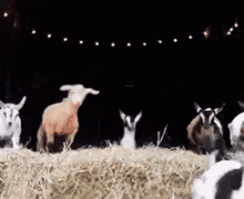 Get That Parkour Parkour GIF - Get That Parkour Parkour Goat - Discover &  Share GIFs