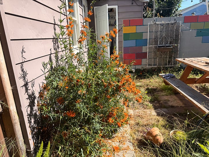 Four photos of an overgrown garden, featuring tropical plants, weeds galore, and an in progress picnic table sanding project.