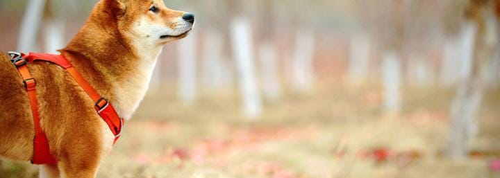 Analysts: DOGE TikTok challenge, falling Bitcoin dominance show “altseason” is here Analysts: DOGE TikTok challenge, falling Bitcoin dominance show “altseason” is here