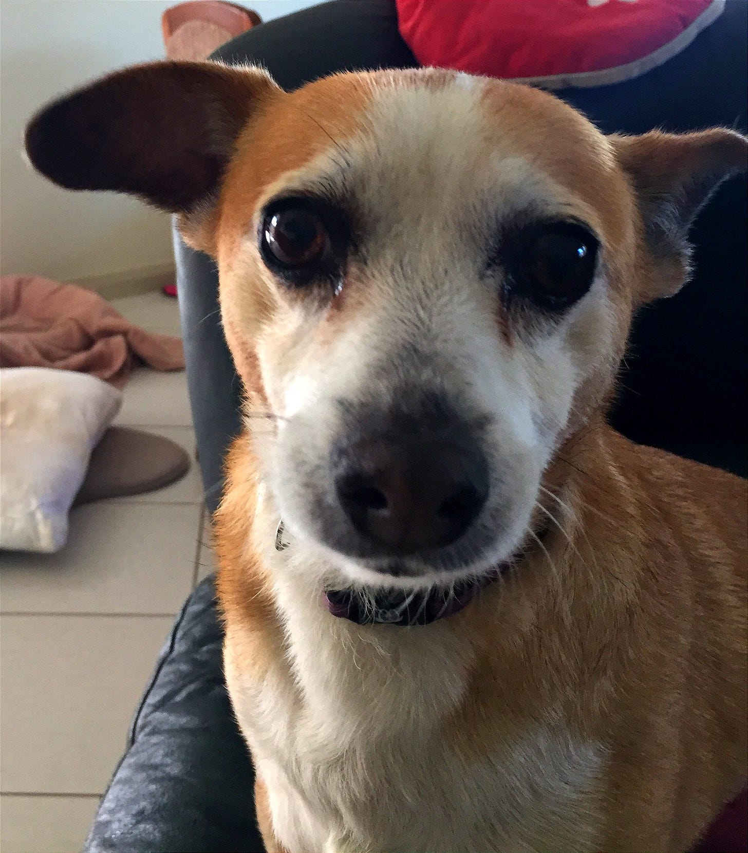 The authors dog who has since passed away