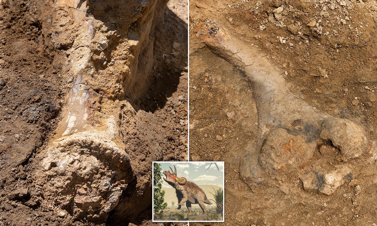 Dinosaur bones found in Colorado by builders belong to a triceratops that died 68 million years ago | Daily Mail Online Dinosaur bones found in Colorado by builders belong to a triceratops that died 68 million years ago | Daily Mail Online
