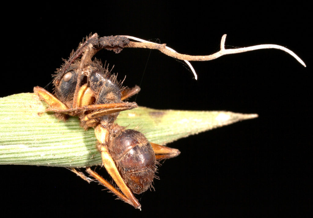 Ophiocordyceps – ant infecting fungi – Myrmecological News Blog