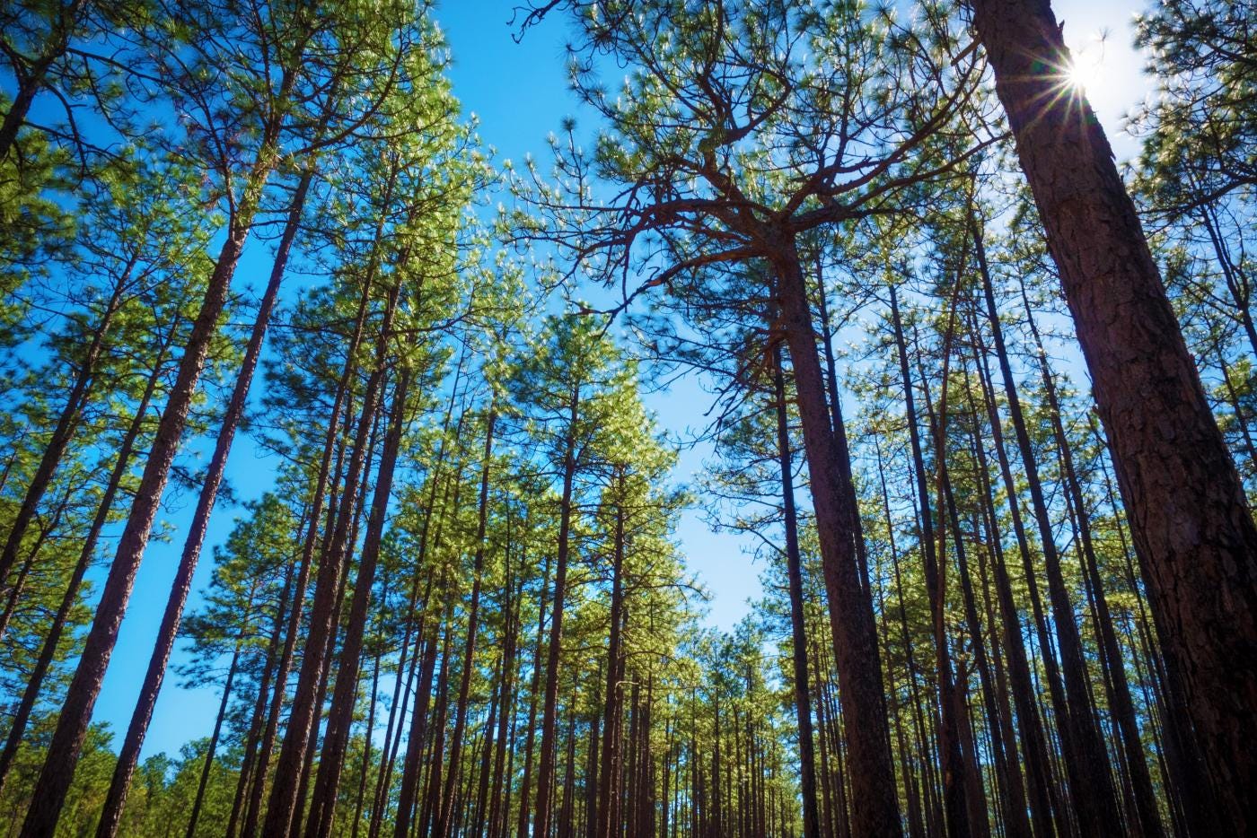 Weymouth Woods Sandhills Nature Preserve | NC State Parks