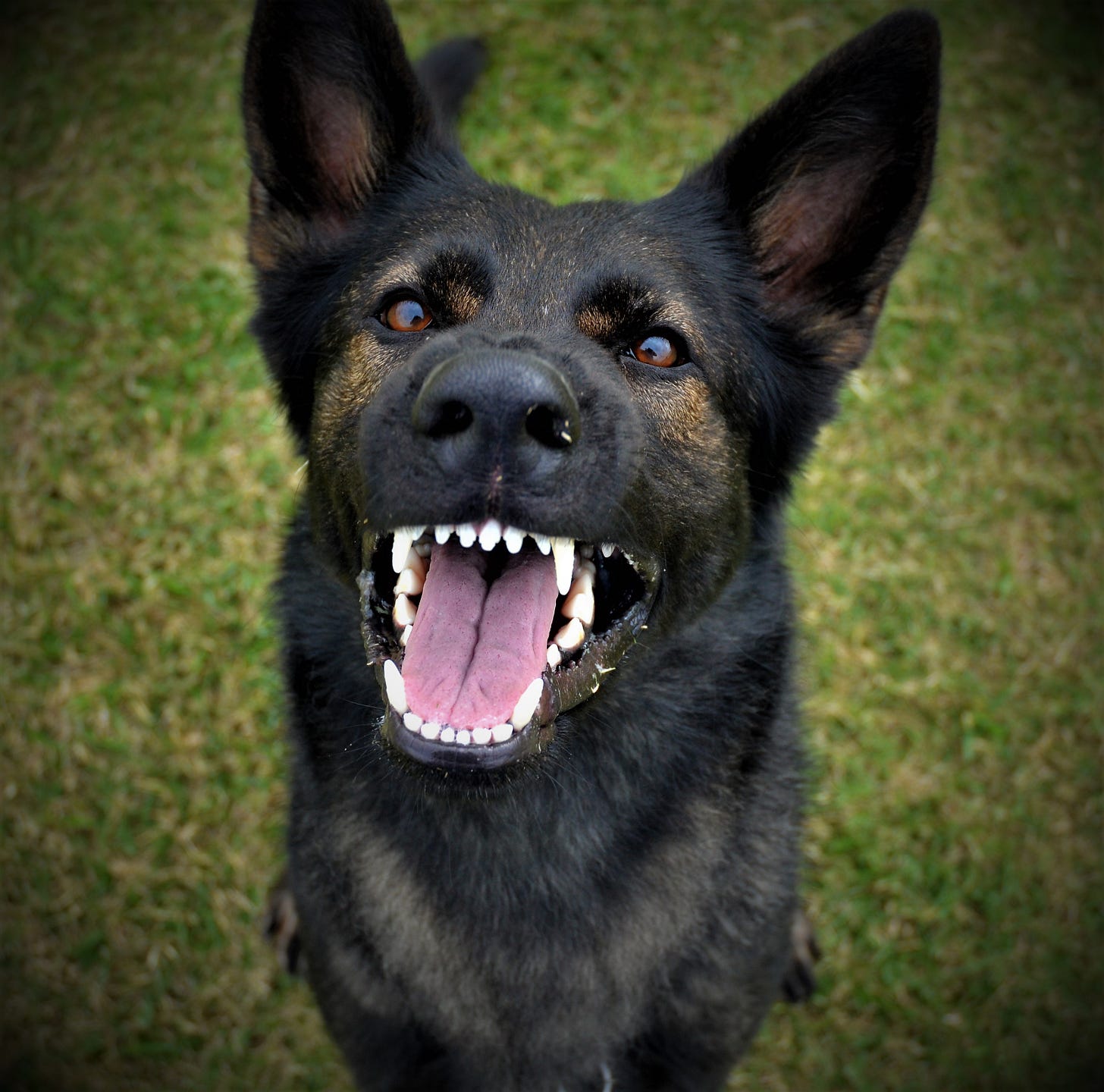 AUST CH. Garsova Kiri JC – Brashawin German Shepherd Dogs