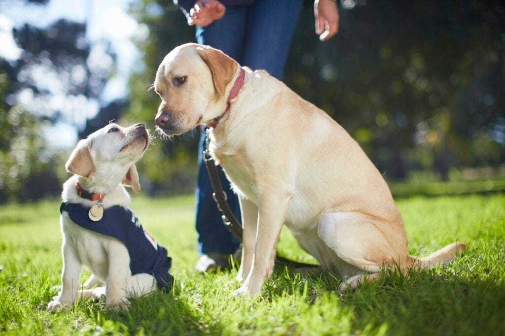 Guide dogs at dog training Guide dogs at dog training
