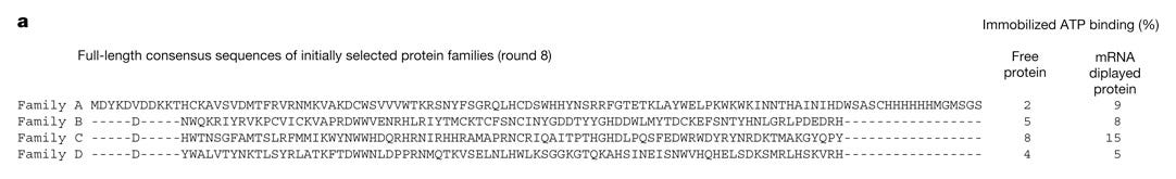 A block of amino-acid sequences for four protein families. A block of amino-acid sequences for four protein families.