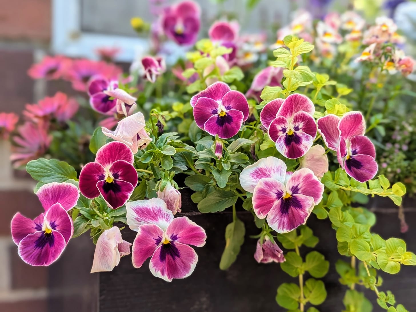 pansies in a window box outside a rowhouse pansies in a window box outside a rowhouse
