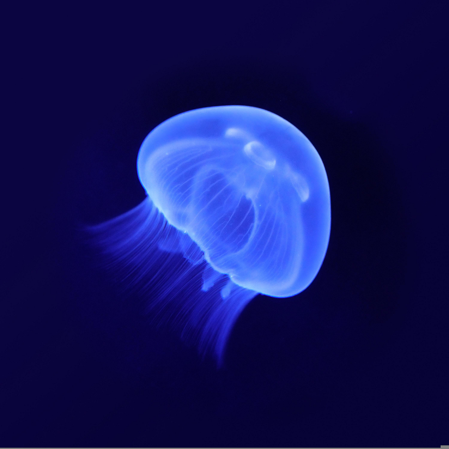 a blue jellyfish swims against a black background
