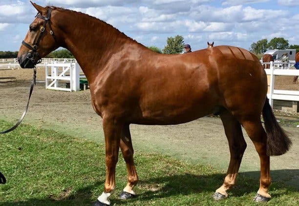 Irish Draught Horse Irish Draught Horse