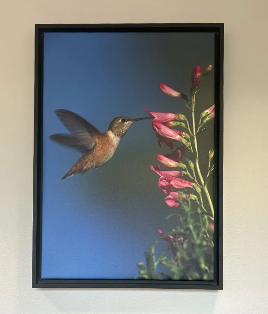 A frame picture of a rufous or Allen's hummingbird feeding on penstemon, its wings a blur