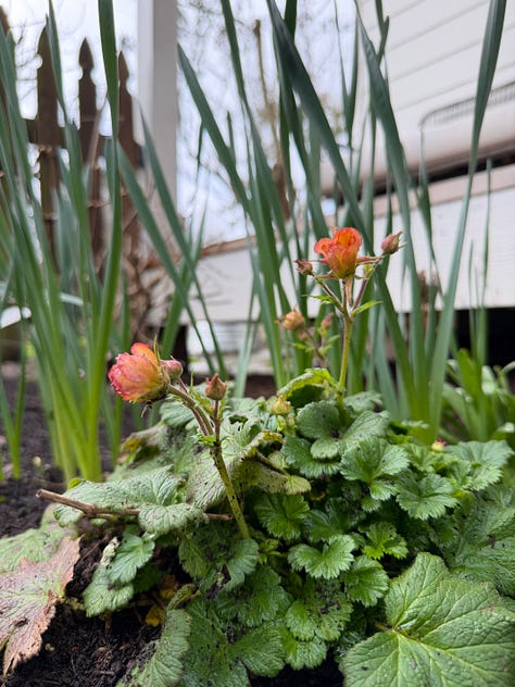 Garden Notes 2026 • 01 - by Ali Edwards - Echoes + Evidence