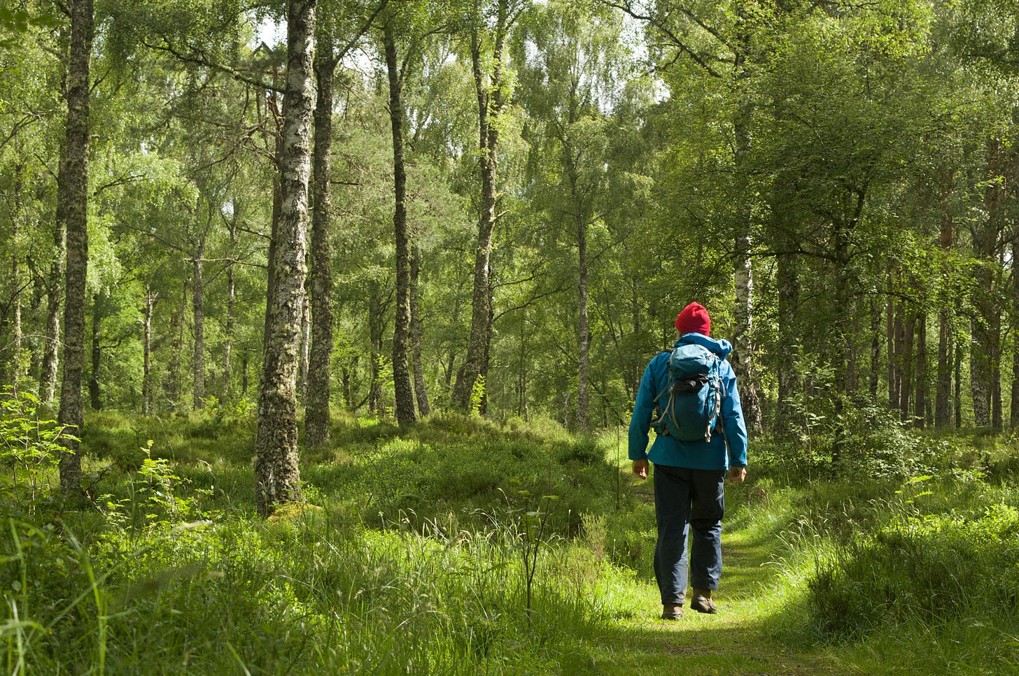 birchwoods on the south side of Loch Insh