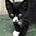 Sox the Cat's avatar